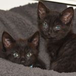 Profile Picture of Wilson and Darcie the cats (@wilson_and_darcie_the_cats) on Instagram