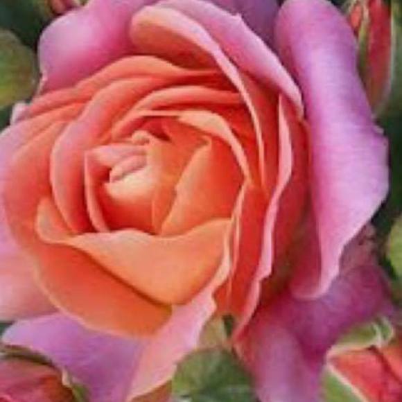 Profile Picture of Robyne Bramblett (@bramblett63) on Poshmark