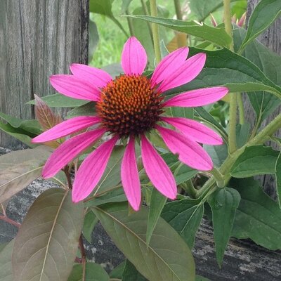 Profile Picture of Kathy Rust Trotter (@KathyRTrotter) on Twitter