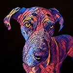 Profile Picture of Duncan the Dane (@babydaneduncan) on Instagram