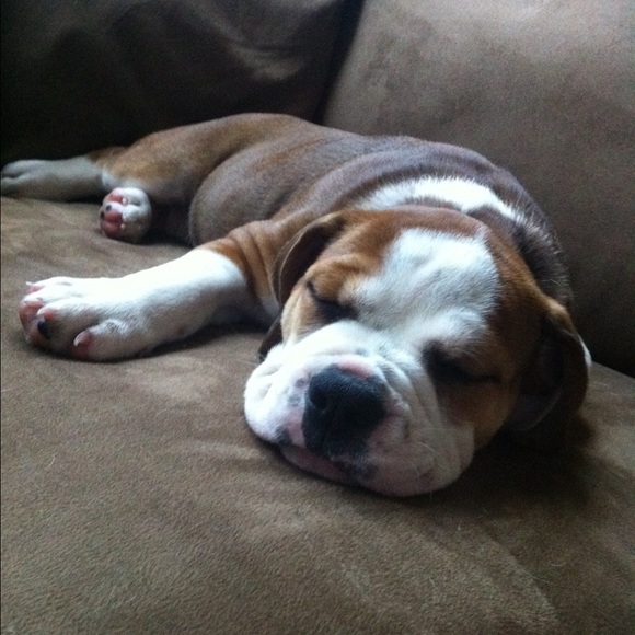 Profile Picture of Joey Fayman (@joeyfay) on Poshmark