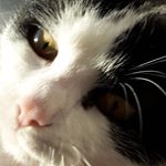 Profile Picture of Adam Zaher (@adam.zaher.581) on Instagram