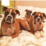 Profile Picture of George, Joe, Floyd, Delila, Bo (@the_fabulous_boxer_boys) on Instagram