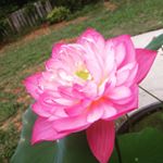 Profile Picture of Haley Crossland (@haley.crossland) on Instagram