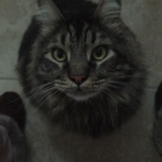 Profile Picture of Louise Stinchcomb (@louise.stinchcomb) on Facebook