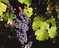 Profile Picture of Vitis viniferaon Wikipedia