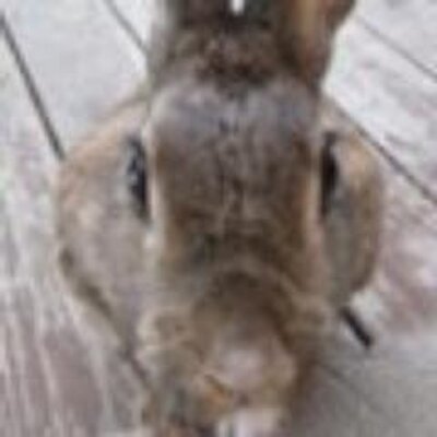 Profile Picture of Simon Osborne (@SimonTOsborne) on Twitter