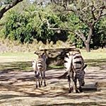 Profile Picture of Dawn (@dawn.bakal) on Instagram