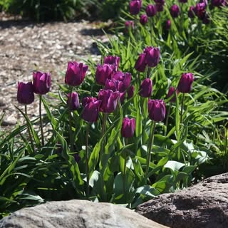 Profile Picture of Robin Hansell (@hansellrobin) on Instagram