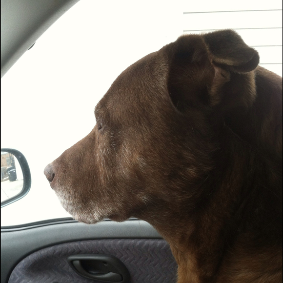 Profile Picture of Barbara Olczak (@barbara1507) on Poshmark