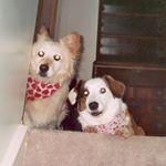 Profile Picture of David Amerson (@celtictar) on Instagram