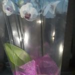 Profile Picture of paulette coleman (@paulettecoleman18) on Instagram