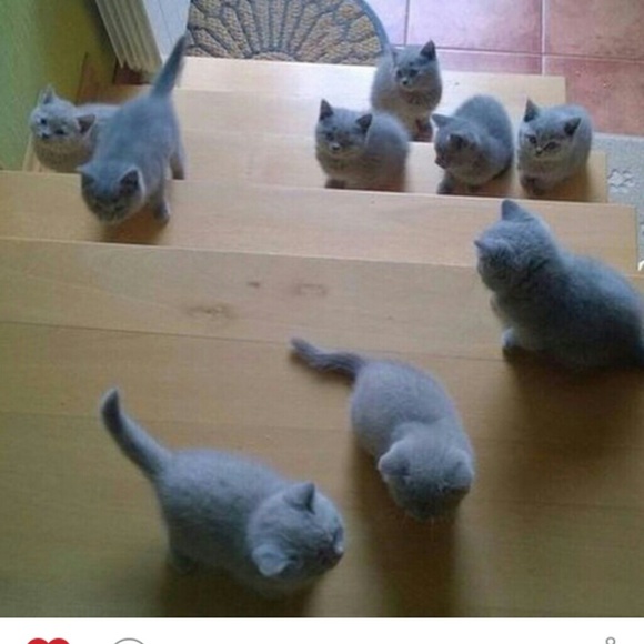 Profile Picture of Kim Fauser (@kitties46) on Poshmark