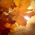 Profile Picture of Rene Guin (@hemlock9264) on Instagram