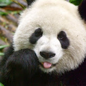 Profile Picture of Brian Beattie (@PandaPirateTV) on Youtube