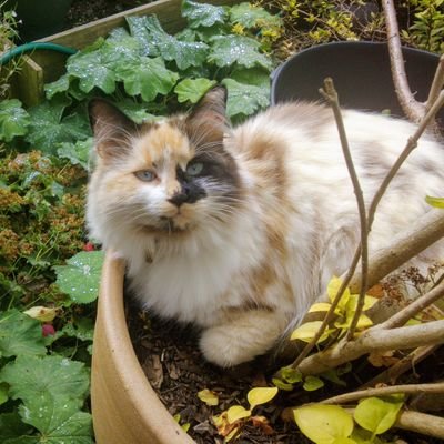 Profile Picture of David Copping (@dcopping) on Twitter