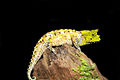 Profile Picture of Iaraka River leaf chameleonon Wikipedia