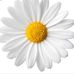Profile Picture of Anne Shiner (@anne.shiner.9) on Facebook
