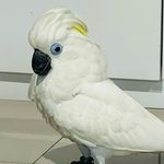 Profile Picture of Toby Blue (@tobyblue.cockatoo) on Instagram