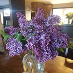 Profile Picture of Shelley Matheson-Hall (@shelleymathesonhall) on Instagram