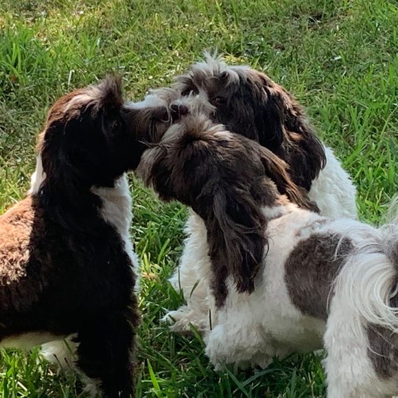 Profile Picture of Tina Younts (@tinayounts) on Poshmark