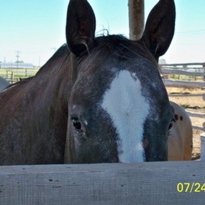 Profile Picture of Sandy Heath (@appywmn) on Twitter