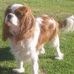 Profile Picture of King Charles Cavalier (@king.charles.37) on Facebook