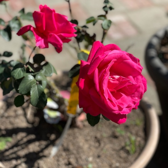 Profile Picture of Ruby Gallardo (@darkprincess_8) on Poshmark