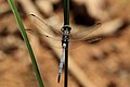 Profile Picture of Orthetrum juliaon Wikipedia