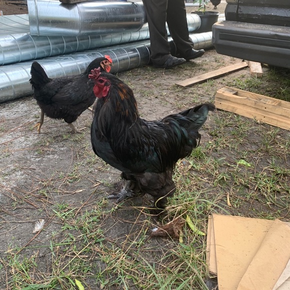 Profile Picture of Marie Cassion (@mariecassion) on Poshmark