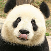 Paul Da Playful Panda - Youtube Profile Picture of Paul Da Playful Panda (@pauldaplayfulpanda3042) on Youtube
