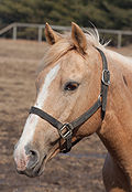 Profile Picture of Halter - Wikipediaon Wikipedia