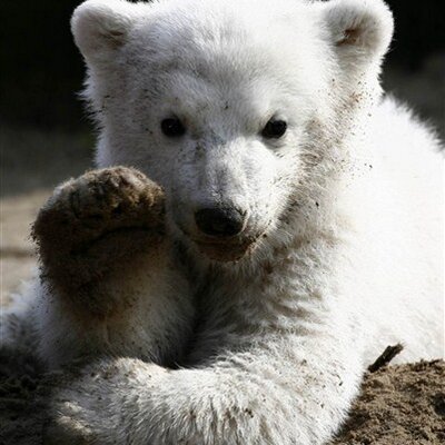 Profile Picture of RUBY ZULY MACHADO C (@leoruma) on Twitter