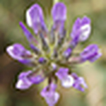 Profile Picture of Albert Puig Castello (@Albert Puig Castello) on Flickr