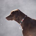 Profile Picture of Ralph Garcia (@ralphthemutt) on Instagram