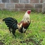 Profile Picture of Francisco Asuncion Chavez (@franciscoasuncionchavez) on Instagram