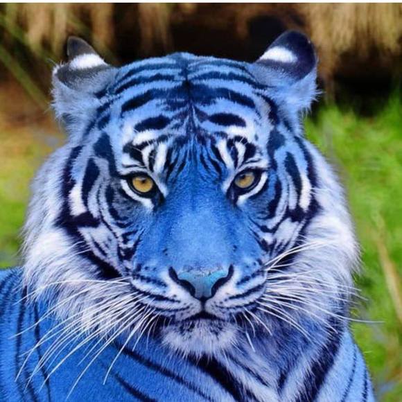 Profile Picture of Paula Stefano (@paulastefano) on Poshmark