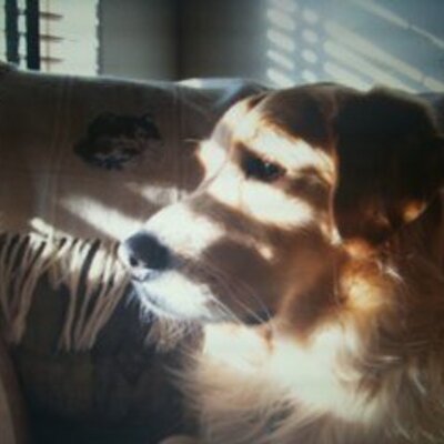 Lisa Petersen - Twitter Profile Picture of Lisa Petersen (@lisapetersen88) on Twitter