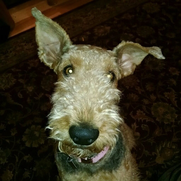 Profile Picture of Tamara Ivey (@grubworm) on Poshmark