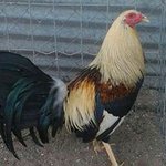 Profile Picture of Lupe Ruvalcaba (@lupeperdido1982) on Instagram