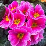 Profile Picture of Vicky Richard (@vickyrichard29) on Instagram