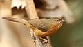 Profile Picture of Tawny-bellied babbleron Wikipedia