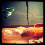 Profile Picture of Kyle Knowlton (@mrpokxio) on Instagram