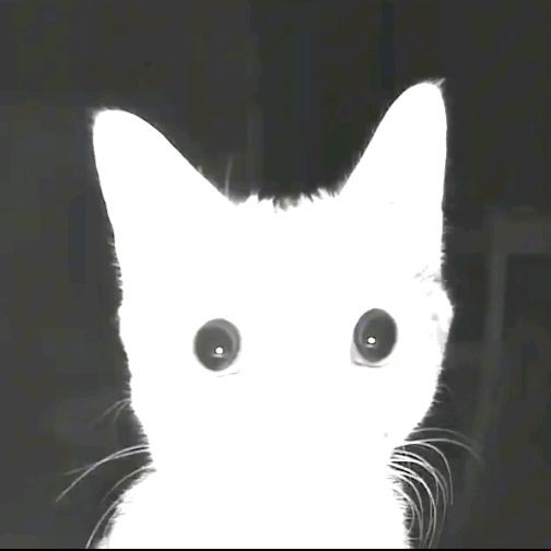 Profile Picture of bob (@earl.bob) on Tiktok