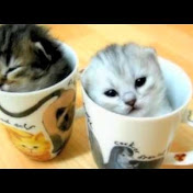 Simone Hart - Youtube Profile Picture of Simone Hart (@XschmidilibopX) on Youtube