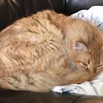Profile Picture of Joanne Bender (@jojoanneish) on Instagram