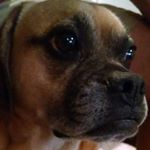 Profile Picture of Peter Pena (@petepena) on Instagram