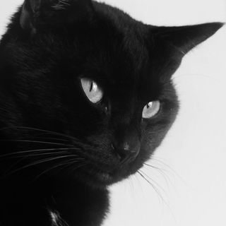 Profile Picture of Joshua Fearon (@joshua.fearon.5) on Facebook