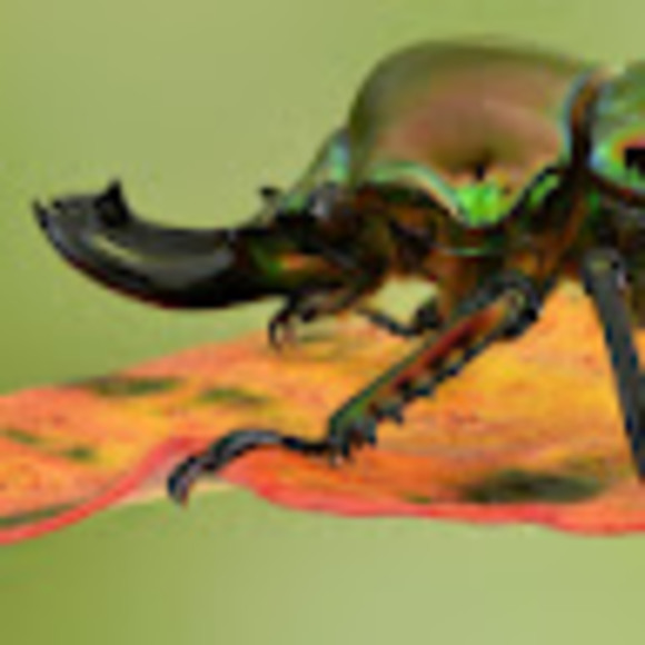 Profile Picture of Pierce Clark (@pierceclark1) on Poshmark