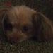 Profile Picture of Dawn Waack (@fixitgal38) on Pinterest